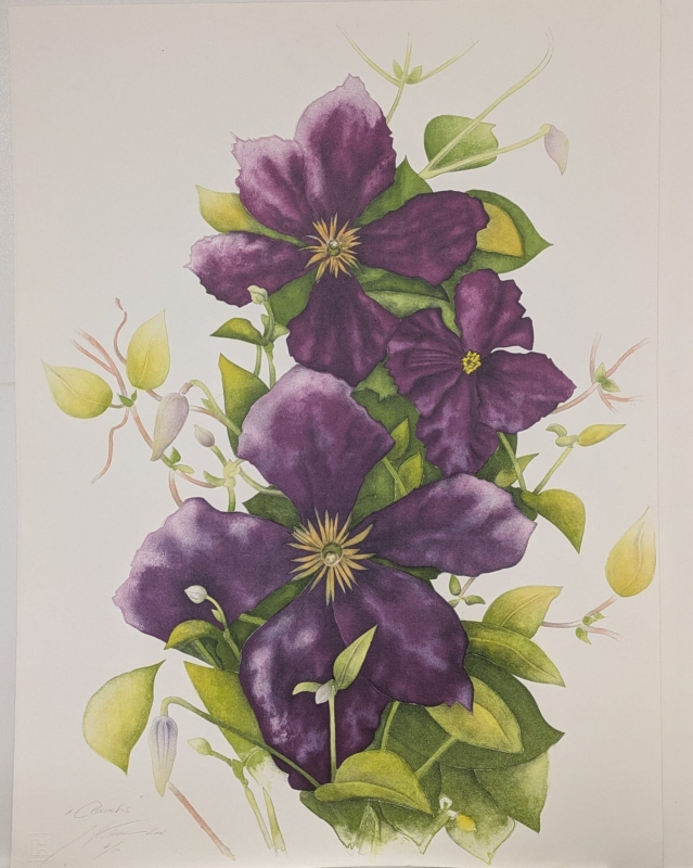 Clematis